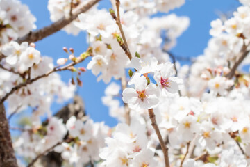 White cherry blossoms in full bloom. Blue sky, warm spring sunshine