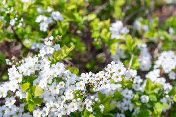 Obraz na płótnie Canvas Meadowsweet flowers in full bloom in spring. warm sunshine