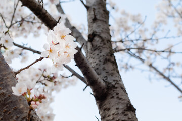White cherry blossoms in full bloom. Blue sky, warm spring sunshine
