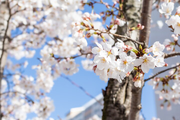 White cherry blossoms in full bloom. Blue sky, warm spring sunshine