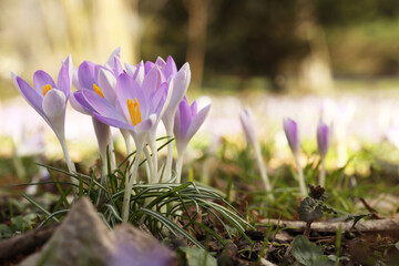 Beautiful crocus flowers growing outdoors, closeup. Space for text