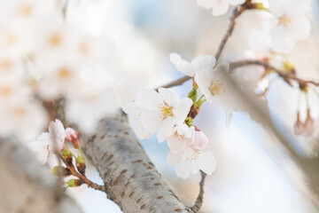 White cherry blossoms in full bloom. Warm spring sunshine