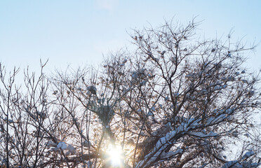 The sun shines behind a snow-covered tree