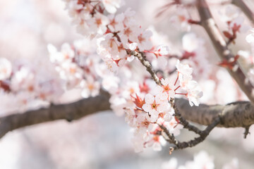 Cherry Plum flowers bloom in spring. warm sunshine - myrobalan plum, Prunus cerasifera 