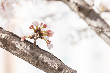 White cherry blossoms in full bloom. Warm spring sunshine