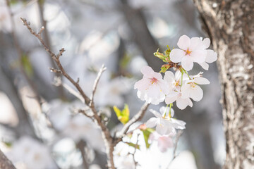 White cherry blossoms in full bloom. Warm spring sunshine