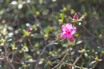 Purple royal azaleas in full bloom in spring. warm sunshine