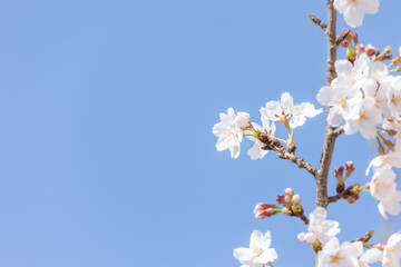 White cherry blossoms in full bloom. Blue sky, warm spring sunshine