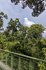 Fototapeta na wymiar Die Wildnis von Borneo