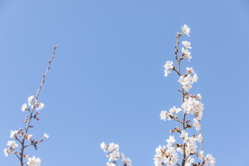 White cherry blossoms in full bloom. Blue sky, warm spring sunshine
