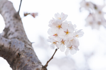 White cherry blossoms in full bloom. Warm spring sunshine