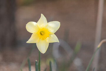 Yellow daffodils in full bloom in the garden. Yellow narcissus