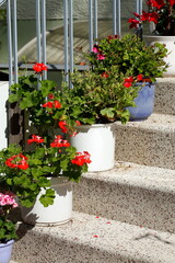 Treppenstufen mit Blumenkübeln, Deutschland