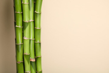Fototapeta premium Beautiful green bamboo stems on beige background, space for text