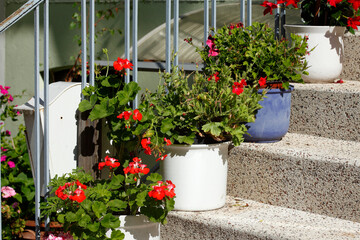 Fototapeta na wymiar Treppenstufen mit Blumenkübeln, Deutschland