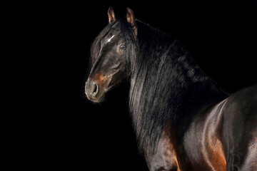 Obraz premium Pferd im Studio