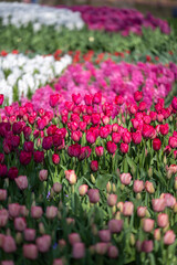 Field full of pink tulips