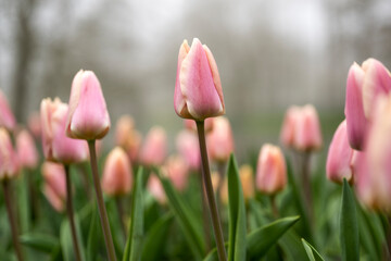 Field full of pink tulips