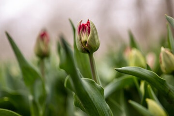 Tulip in a field