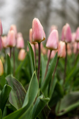 Field full of pink tulips