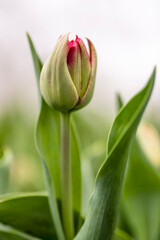 Tulip in a field