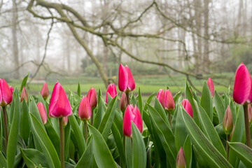 Field full of pink tulips