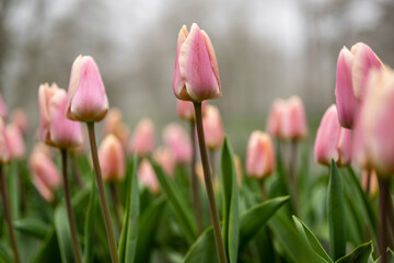 Field full of pink tulips