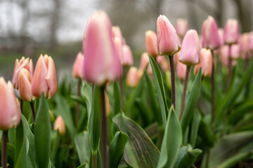 Field full of pink tulips