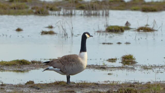 Canadian goose flapping it's wings on land overlooking a lake
