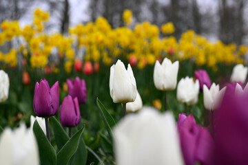 Purple, pink white tulips in a garden
