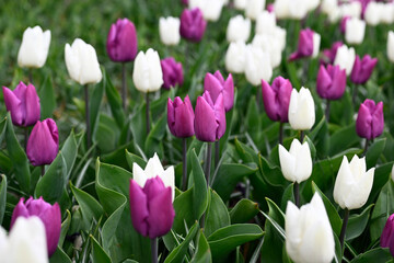 Purple, pink white tulips in a garden