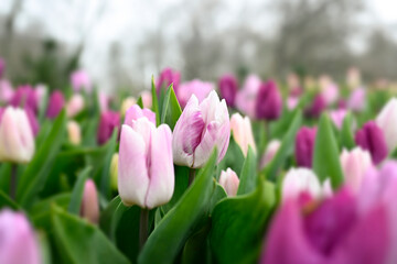 Fototapeta premium Purple, pink white tulips in a garden