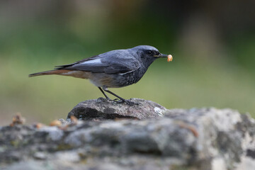 Beautiful profile portrait of a Black Redstart with a worm in its beak on a rock in the forests of Andalusia, Spain, Europe