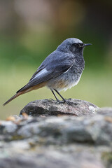 Beautiful vertical profile portrait of a Black Redstart on a rock in the forests of Andalusia, Spain, Europe