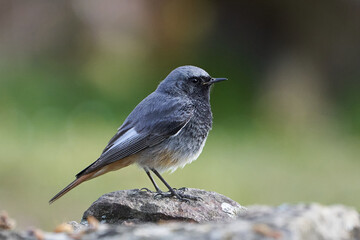 Beautiful profile portrait of a Black Redstart on a rock in the forests of Andalusia, Spain, Europe