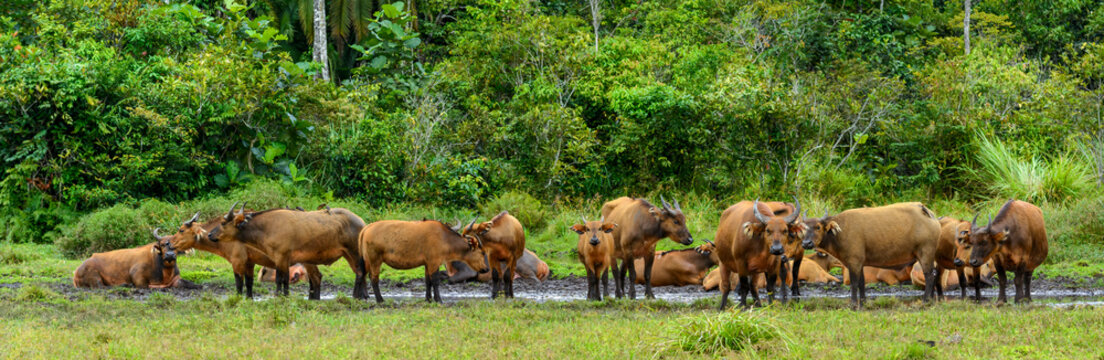 African forest buffalo (Syncerus caffer nanus) in Lango Bai. Odzala-Kokoua National Park. Cuvette-Ouest Region. Republic of the Congo