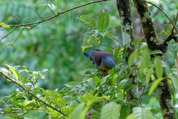 Die Wildnis von Borneo