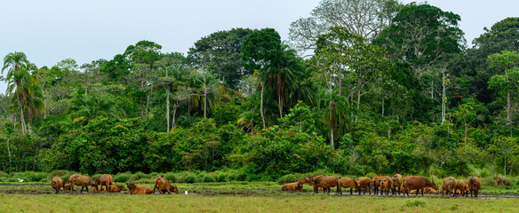 African forest buffalo (Syncerus caffer nanus) in Lango Bai. Odzala-Kokoua National Park. Cuvette-Ouest Region. Republic of the Congo