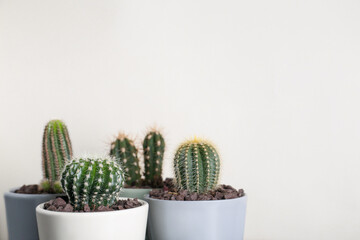 Many different beautiful cacti against beige wall, space for text