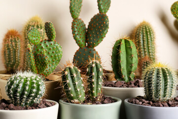 Many different beautiful cacti against beige wall