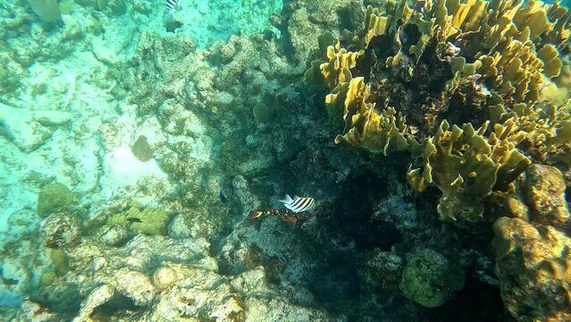 Reef fish swimming near a rock and coral reef in Cayman Islands.