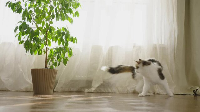 Funny cat catches its tail and spins at home on the floor on a sunny day near a houseplant