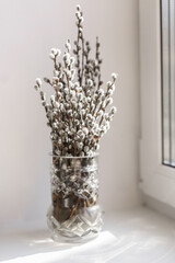 Willow catkins in vase on the window, toned