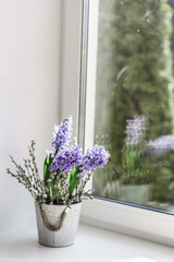 Still life vase with hyacinths on the window primrose