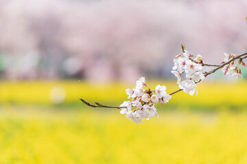 桜の咲く枝と菜の花畑