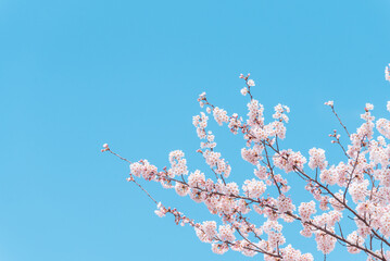 青空に映える桜