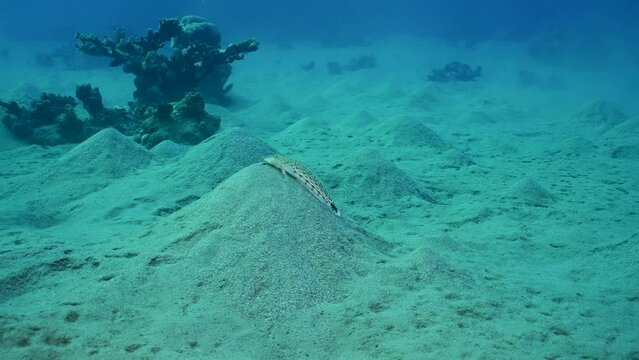 Sandperch on sandy bottom, Slow motion. Speckled Sandperch or Blacktail grubfish (Parapercis hexophtalma) lies on hilly sands seabed on the depth, Camera moving forwards approaching the fish