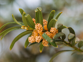 Detailreiche Nahaufnahme von einen kleinen Zweig der Eibe (Taxus baccata) mit männlichen 