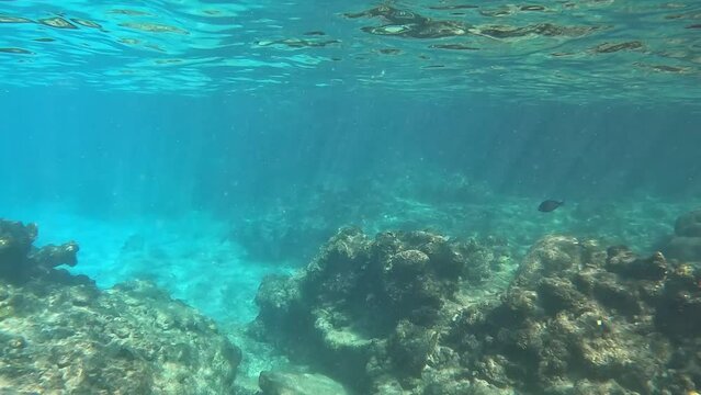 A school of Tarpon swimming near the rock and coral reef at Turtle reef