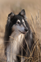 Old rough collie on seaside